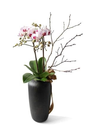 Send orchids? Hong Kong flower delivery stores donate 10% of their profits to charities. Our flower shop offers orchids, phalaenopsis, slipper orchids, and Vanda orchids.