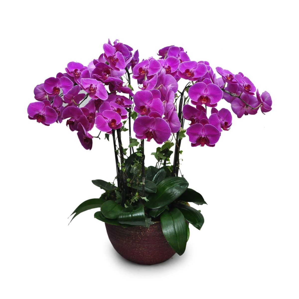 Great Phalaenopsis