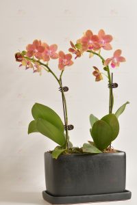 Smile often (2 mini orchids with full sky red)