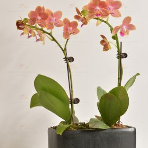 Smile often (2 mini orchids with full sky red)