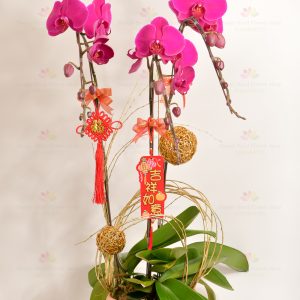 Purple Yi Yang Yang (3 Chang Taiwan Purple Red Large Phalaenopsis)