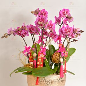 Wealth billowing (can turn purple, yellow, green, white, light pink) 5 Chang Taiwan Mini Phalaenopsis